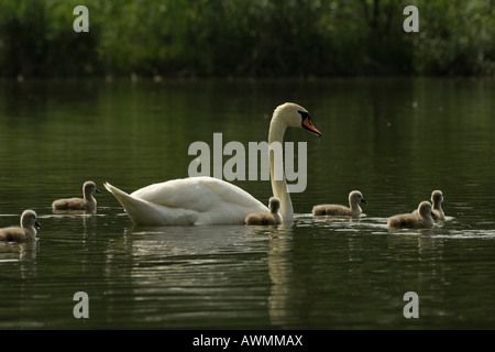 Flauschige Höckerschwan (Cygnus Olor) Cygnets Schwimmen mit ihrer Mutter Stockfoto