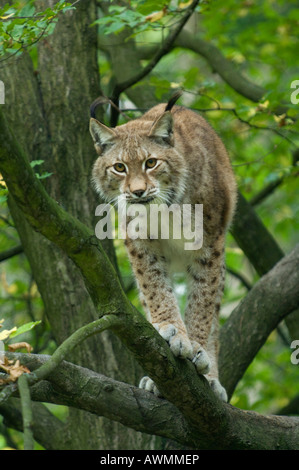 Eurasischer Luchs (Felis Lynx, Lynx Lynx) in einem Baum, Knuell Zoo, Hessen, Deutschland, Nordeuropa Stockfoto