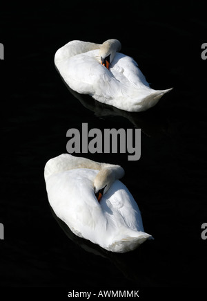 Schlafende paar Höckerschwan (Cygnus Olor) Stockfoto