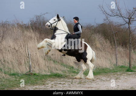 Reitunterricht mit Gypsy Vanner oder Gypsy Cob Stockfoto