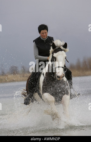 Junge Frau Reiten Gypsy Vanner (Irish Cob Pferd) Stockfoto