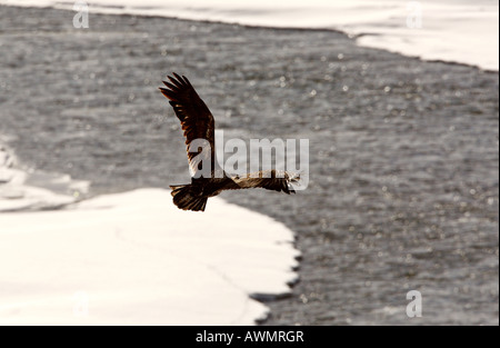 Weißkopf-Seeadler fliegen über Fluss Stockfoto