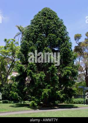 Bunya Kiefer (araucaria bidwillii) Stockfoto