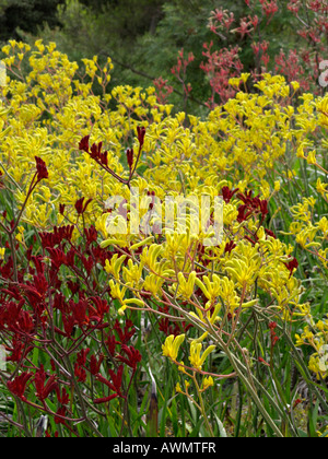 Kangaroo paw (anigozanthos flavidus) Stockfoto