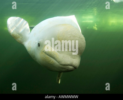Beluga-Wal (Delphinapterus Leucas). Weißes Meer, weißen Karelien, Russland Stockfoto