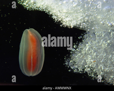 Meer Stachelbeeren oder Kamm Gelee (Beroe Abyssicola). Weißes Meer, weißen Karelien, Russland Stockfoto