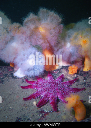 Federen Anemone (Metridium senile) und gemeinsame Sun Star (Crossaster Papposus). Weißes Meer, weißen Karelien, Russland Stockfoto