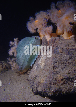 Lumpsucker (Cyclopterus Lumpus). Weißes Meer, weißen Karelien, Russland Stockfoto