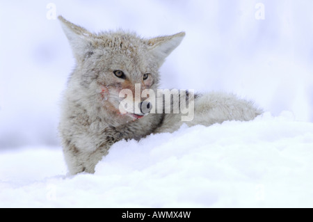 Stock Foto von einem Kojoten ruht im Schnee. Stockfoto