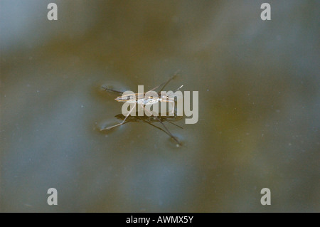 Wasser Strider auf dem Wasser Stockfoto