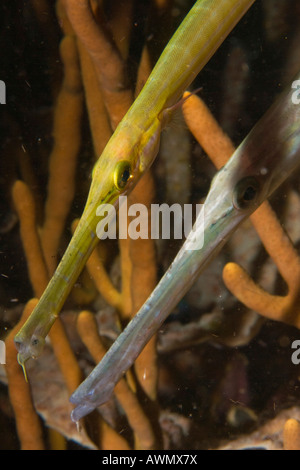 Trumpetfishes Aulostomus Maculatus im Gorgonia, Indonesien. Stockfoto