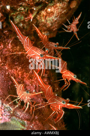 Scharnier Schnabel Garnelen oder Shrimps Durban (Rhynchocinetes Durbanensis), Philippinen, Asien Stockfoto