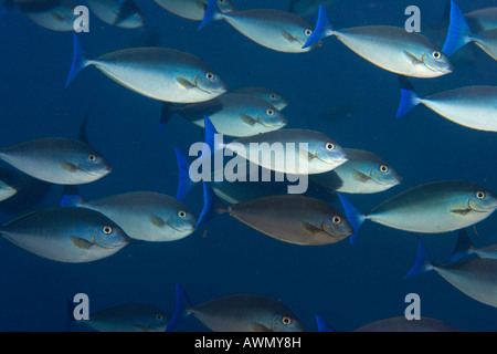 Schlanke Unicornfish (Naso Hexacanthus), Indonesien, Asien Stockfoto