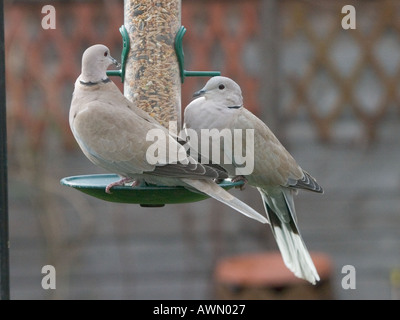 Paar mit Kragen Tauben auf s Garten Vogelhäuschen Stockfoto