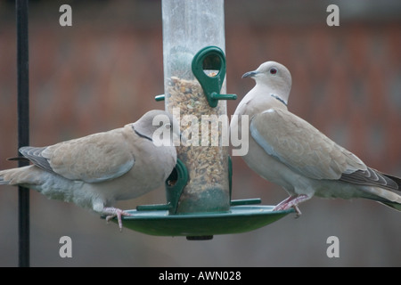 Paar mit Kragen Tauben auf s Garten Vogelhäuschen Stockfoto