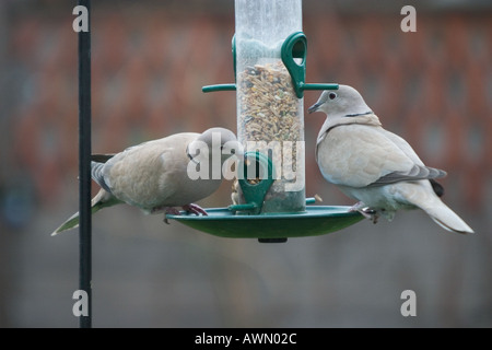 Paar mit Kragen Tauben auf s Garten Vogelhäuschen Stockfoto