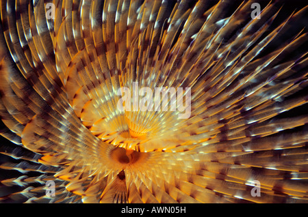 Staubwedel Wurm (Sabellidae), Mittelmeer, Türkei, Europa Stockfoto