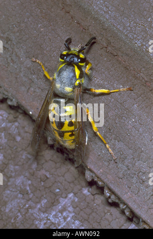 Deutsche Wespe, Vespula Germanica. Königin auf Holz Stockfoto