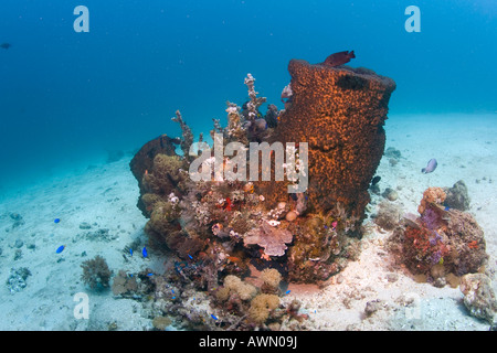 Riesiger Fass-Schwamm (Xestospongia Testudinaria), Indonesien, Asien Stockfoto