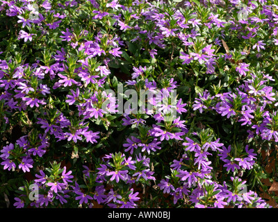 Fee fan-Blume (scaevola aemula) Stockfoto