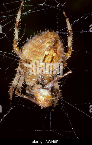 Kreuzspinne Araneus Diadematus. Essen eine Beute im Netz Stockfoto