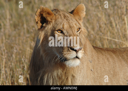 Löwe (Panthera leo), Masai Mara, Kenia, Afrika Stockfoto