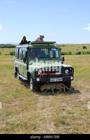 Gepard (Acinonyx Jubatus) sitzen unter einem Jeep mit Fotograf und Kamera, Masai Mara National Game Reserve, Kenia, Afrika Stockfoto