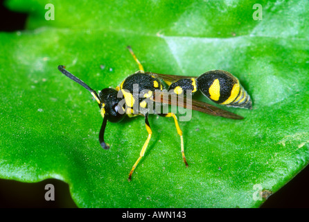Gesundheit Potter Wasp, Eumenes coarctatus. Auf Blatt Stockfoto