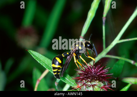Gesundheit Potter Wasp, Eumenes coarctatus. Zur Pflanzenreinigung selbst. Stockfoto