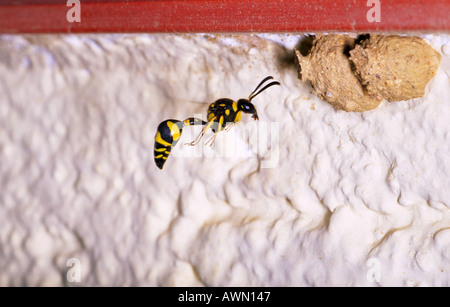 Gesundheit Potter Wasp, Eumenes coarctatus. Im Flug in der Nähe seines Schlammnests an der Wand Stockfoto
