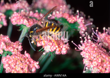 Gemeinsamen Wespe Vespula Vulgaris. Fütterung auf Blume Stockfoto