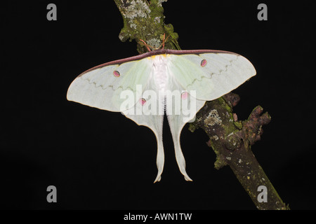 Chinesische Mondmotte - Actias Sinensis - weiblich Stockfoto