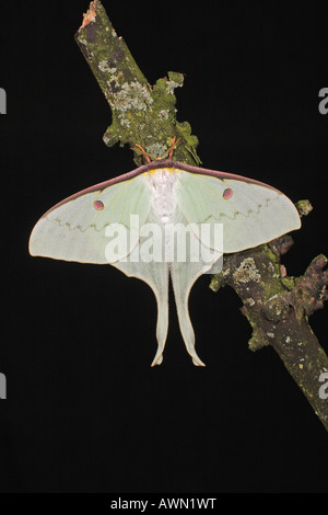 Chinesische Mondmotte - Actias Sinensis - weiblich Stockfoto