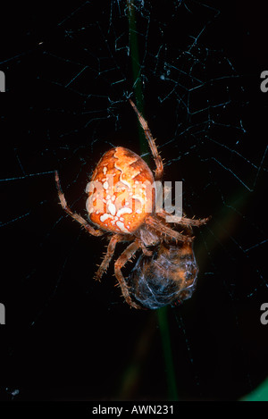 Kreuzspinne Araneus Diadematus. Essen eine Beute seiner Web Stockfoto