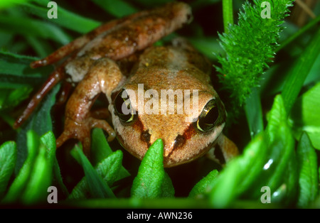 Grasfrosch, Rana Temporaria. Kopf-Nahaufnahme Stockfoto