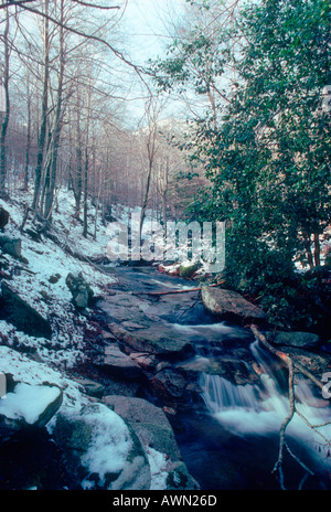 WINTER. Fluss und Buche. El Montseny NP. Katalonien. Spanien. Die gleiche Szene im Frühling, Sommer, Herbst und Winter (AWN 26 D, 265, AWN AWN 260, AWN 269) Stockfoto