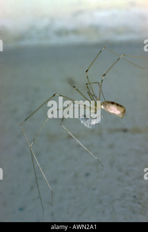 Papa lange Beine Spinne, Pholcus Phalangioides. Essen eine Beute Stockfoto
