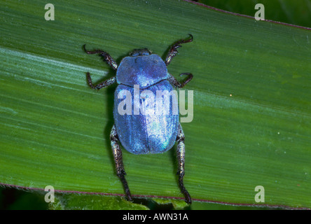 Himmelblauen Chafer Käfer, Hoplia Caerulea. Auf Blatt Stockfoto