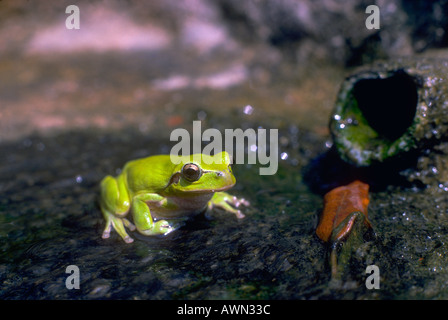 Stripeless Laubfrosch, Hyla meridionalis Stockfoto