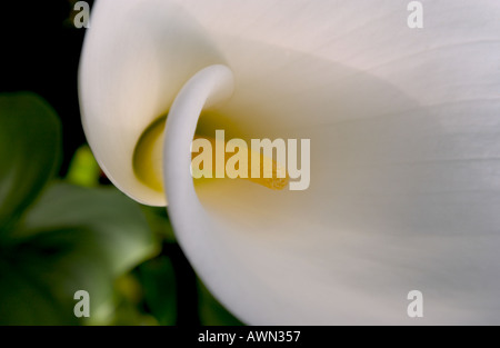 Calla Lily White in Großaufnahme von Ian Townsley Stockfoto