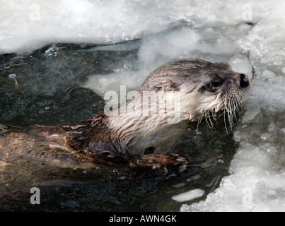 Europäische Otter (Lutra Lutra) Stockfoto