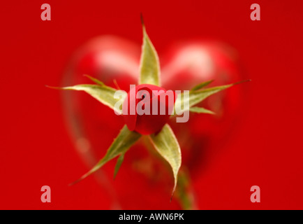 Rote Rose (Rosa) vor einem roten Glas-Herzen Stockfoto