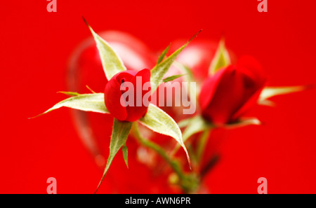 Rote Rosen (Rosa) mit rotem Glas Herzen im Hintergrund Stockfoto