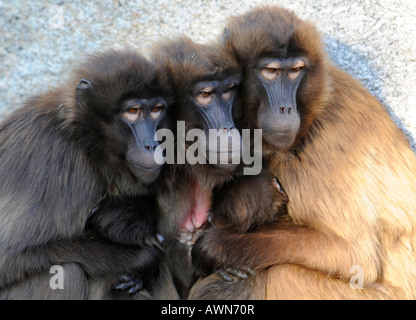 Gelada Pavian (Theropithecus Gelada) Stockfoto