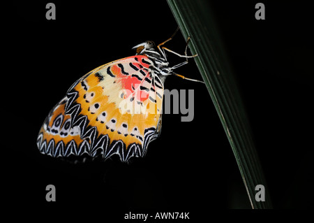 Rot Florfliege (Cethosia Biblis) Stockfoto