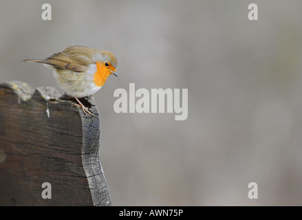 Rotkehlchen (Erithacus Rubecula) Stockfoto