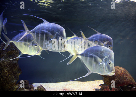 Schule der Selene Vomer gamefish Stockfoto