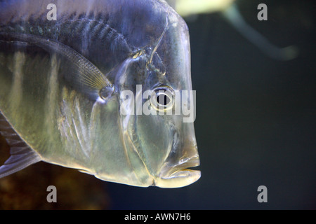 Nahaufnahme des Kopfes von Selene Vomer Gamefish, Stockfoto