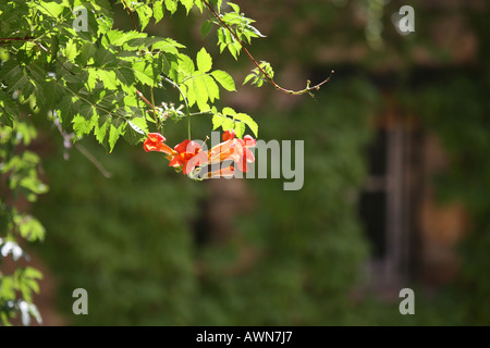 orangen Blüten gegen alte Steinmauern, Stockfoto