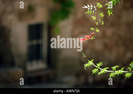 orangen Blüten gegen alten Steinmauern Stockfoto